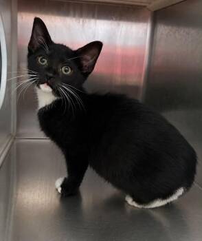 Aretha Franklin -  Domestic Short Hair Cat for Adoption in Columbia, Tennessee - Aretha Franklin | PetCurious