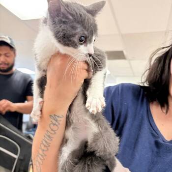 Yuta -  Domestic Short Hair Cat for Adoption in Philadelphia, Pennsylvania - Yuta | PetCurious