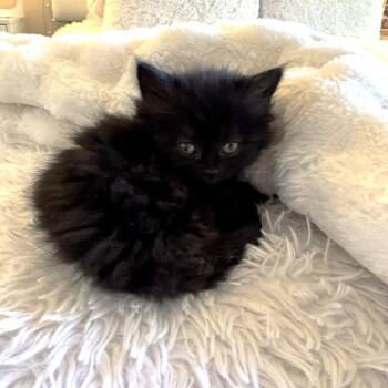 Mufasa -  Domestic Long Hair Cat for Adoption in South Riding, Virginia - Mufasa | PetCurious