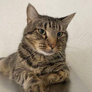 Han -  Domestic Short Hair Cat for Adoption in Denver, Colorado - Han | PetCurious