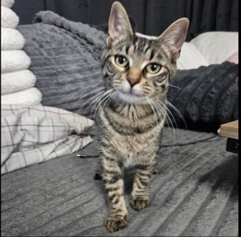 Novi -  Domestic Short Hair Cat for Adoption in Alexandria, Louisiana - Novi | PetCurious