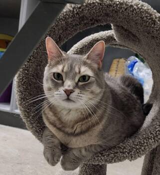 Domestic Short Hair Cats Available for Adoption in Bourne, Massachusetts - Ashley | PetCurious