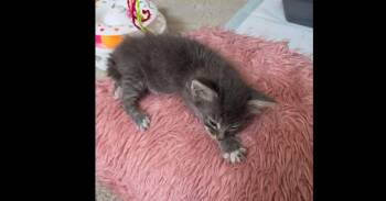 Ignatius -  Domestic Medium Hair Cat for Adoption in Virginia Beach, Virginia - Ignatius | PetCurious
