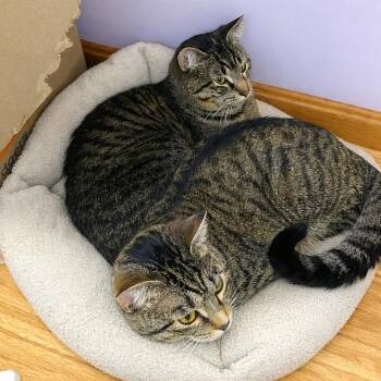 Bam and Jace (bonded brothers, reduced adoption fee) -  Domestic Short Hair Cat for Adoption in Melrose, Massachusetts - Bam And Jace (bonded Brothers, Reduced Adoption Fee) | PetCurious