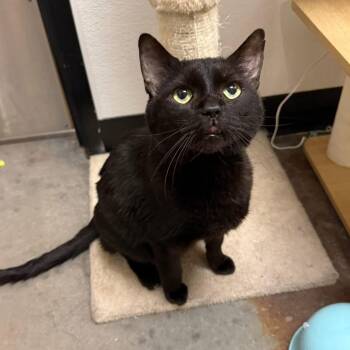 Domestic Short Hair Cats Available for Adoption in Chandler, Arizona - Poe | PetCurious