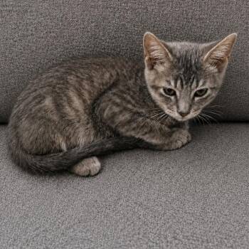 Danny -  Domestic Short Hair Cat for Adoption in Austin, Texas - Danny | PetCurious