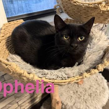 Ophelia -  Domestic Short Hair Cat for Adoption in Sequatchie, Tennessee - Ophelia | PetCurious