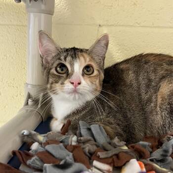 Ali -  Domestic Medium Hair Cat for Adoption - Ali | PetCurious