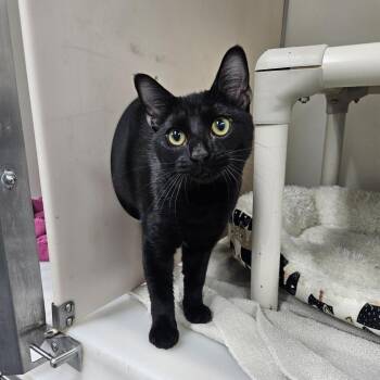 Elliot -  Domestic Short Hair Cat for Adoption in Fairfax, Virginia - Elliot | PetCurious
