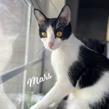 Tuxedo and Domestic Short Hair Cats Available for Adoption in Houston, Texas - Mars #bonded-to-Neptune | PetCurious