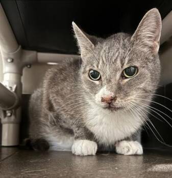 Opie -  Domestic Short Hair Cat for Adoption in Bellevue, Washington - Opie | PetCurious