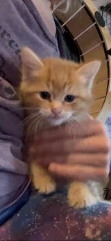 Tabby Cats Available for Adoption in Newark Valley, New York - Bear Claw | PetCurious