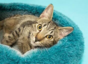 Domestic Short Hair Cats Available for Adoption - CHOCOLATE | PetCurious