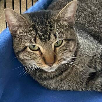 Grinch -  Domestic Short Hair Cat Available for Adoption in Riverwoods, Illinois - Grinch | PetCurious