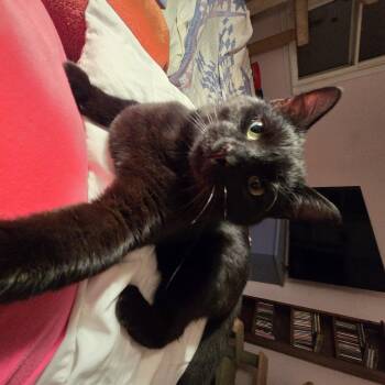 Domestic Short Hair Cats Available for Adoption - Jerry | PetCurious