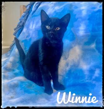 Winnie -  Domestic Short Hair Cat for Adoption in El Cajon, California - Winnie | PetCurious