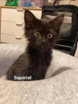 Squirrel -  Maine Coon and Domestic Long Hair Cat for Adoption in Chicago, Illinois - Squirrel | PetCurious