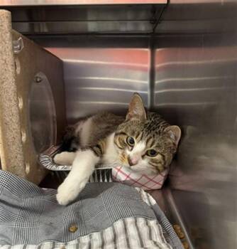 Domestic Short Hair Cats Available for Adoption in Louisville, Kentucky - JUMPY | PetCurious