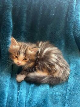 Rescue Domestic Short Hair Cats for Adoption in Steinbach, Manitoba - Cinnamon Swirl | PetCurious