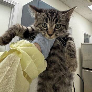 Seven eleven -  Domestic Short Hair Cat for Adoption in Pekin, Illinois - Seven Eleven | PetCurious
