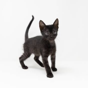 Ziggy -  Domestic Short Hair Cat for Adoption in Trophy Club, Texas - Ziggy | PetCurious