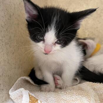 Nick Wilde -  Domestic Short Hair Cat for Adoption in Pasadena, California - Nick Wilde | PetCurious
