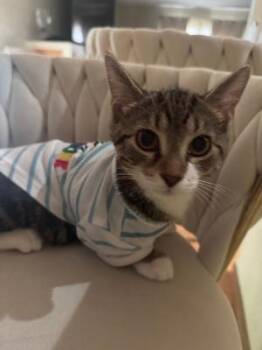 Plag -  Domestic Short Hair Cat for Adoption in Mokena, Illinois - Plag | PetCurious