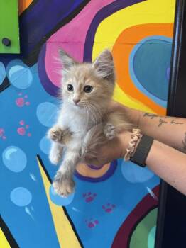 Chica -  Domestic Medium Hair Cat for Adoption in Jackson, Michigan - Chica | PetCurious