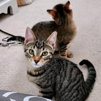 Domestic Short Hair Cats Available for Adoption - Putzie | PetCurious