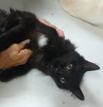Dipped to Tip -  Domestic Medium Hair Cat for Adoption in Lee