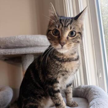 Reese -  Domestic Short Hair Cat for Adoption in Madison, Wisconsin - Reese | PetCurious