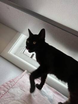 Domestic Short Hair Cats Available for Adoption in Mount Pleasant, Iowa - Blippy | PetCurious