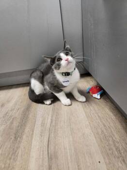 Gerardo -  Domestic Short Hair Cat Available for Adoption in Tucson, Arizona - Gerardo | PetCurious