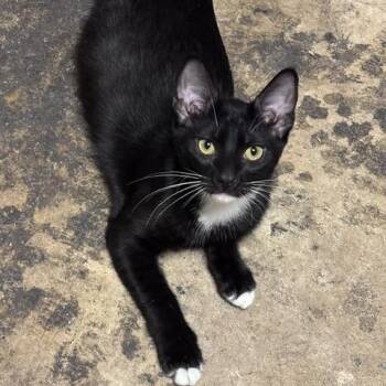 Rocket -  Domestic Short Hair Cat for Adoption in Houston, Texas - Rocket | PetCurious