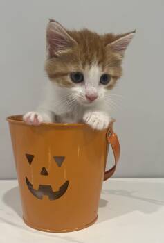 Rescue Domestic Short Hair Cats for Adoption in Chicago, Illinois - Taylor | PetCurious