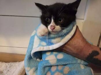 Lara -  Domestic Short Hair Cat for Adoption in Wyoming, Michigan - Lara | PetCurious