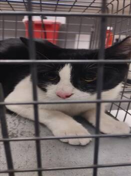 Rescue Domestic Short Hair Cats for Adoption in Las Vegas, Nevada - MISHIUU | PetCurious