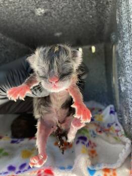 SPRING -  Domestic Short Hair Cat for Adoption in Dallas, Texas - SPRING | PetCurious