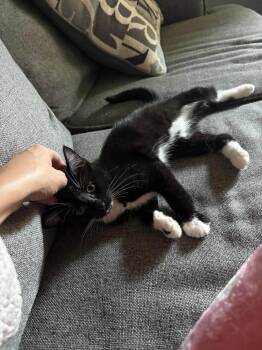 Rescue Tuxedo Cats for Adoption in Lumberton, North Carolina - Snickers | PetCurious