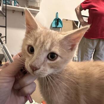Lumiere -  Domestic Short Hair Cat for Adoption in Bel Air, Maryland - Lumiere | PetCurious