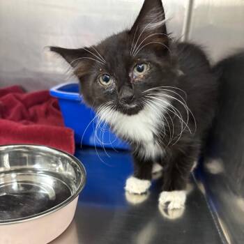 Garnet -  Domestic Long Hair Cat for Adoption in Spokane, Washington - Garnet | PetCurious