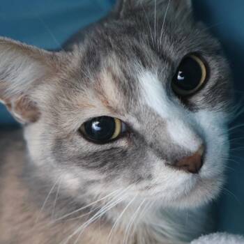 Mrs. Bennet -  Domestic Short Hair Cat for Adoption in Saint Charles, Missouri - Mrs. Bennet | PetCurious