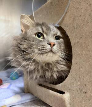 Domestic Long Hair Cats Available for Adoption - QUARTZ | PetCurious