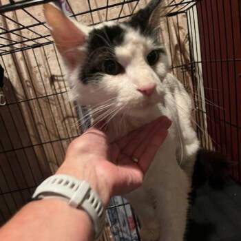 Rescue Maine Coon and Domestic Short Hair Cats for Adoption in Melbourne, Kentucky - Dice | PetCurious