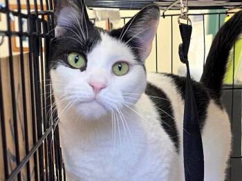 Chron -  Domestic Short Hair Cat for Adoption in Great Neck, New York - Chron | PetCurious