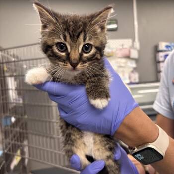 Marshall -  Domestic Short Hair Cat for Adoption in Salt Lake City, Utah - Marshall | PetCurious