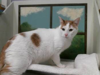 ORANGES -  Domestic Short Hair Cat for Adoption in Houston, Texas - ORANGES | PetCurious