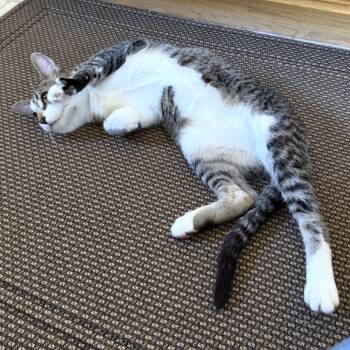 Bueller -  Domestic Short Hair Cat for Adoption in Bismarck, North Dakota - Bueller | PetCurious