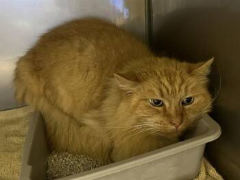 Domestic Long Hair Cats Available for Adoption - CHIP | PetCurious