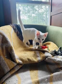 CASPER -  Domestic Short Hair Cat for Adoption in Syracuse, New York - CASPER | PetCurious